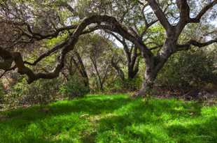 Elfin Forest-8609.jpg Elfin Forest-8609.jpg